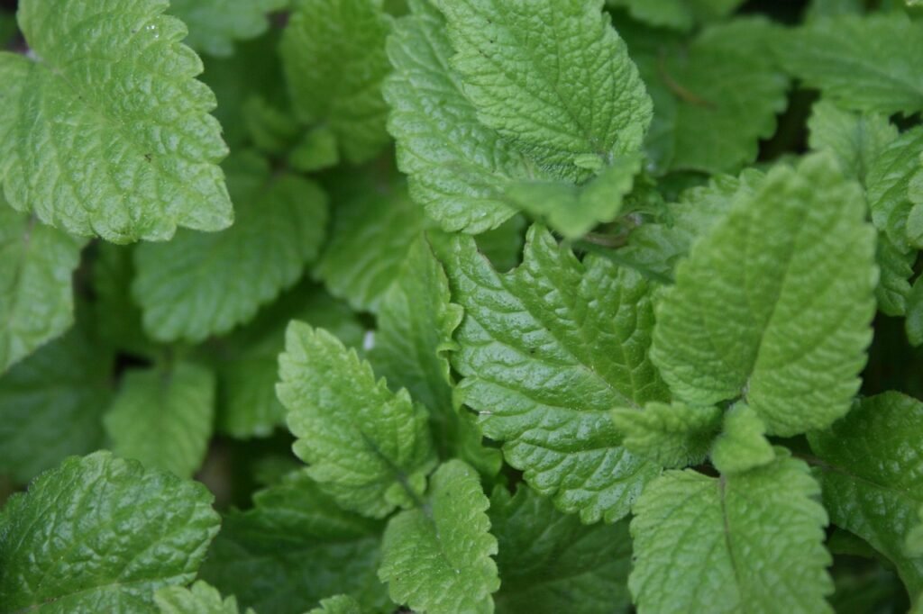 lemon balm, garden, herbs, healthy, balm, nature, garden herbs, summer, leaves, lemonade, fresh, nourishment