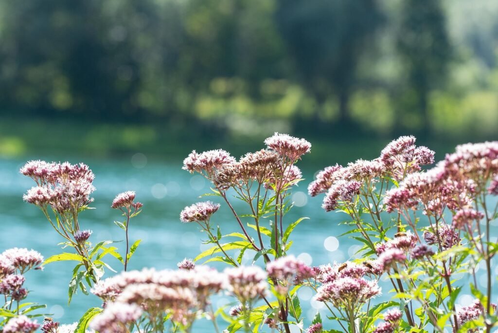 valerian, beautiful flowers, flowers, plants, pink flowers, bloom, flower wallpaper, leaves, lake, lakeside, nature, bokeh, flower background, closeup