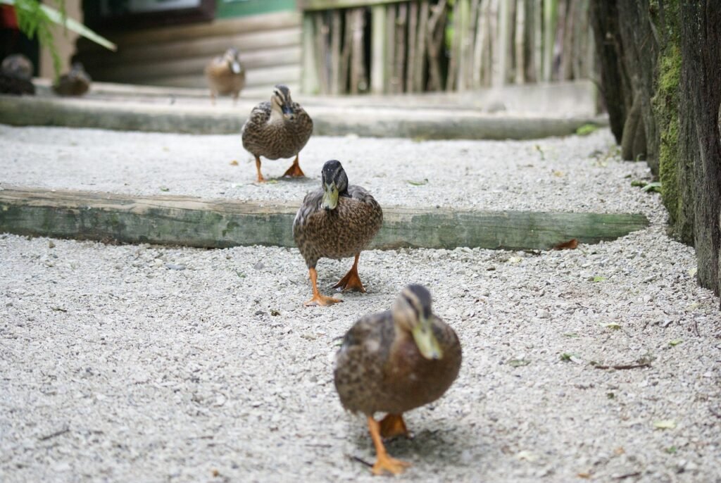 ducks, walk, four, march, ducks march, birds, waddle, nature, mallard